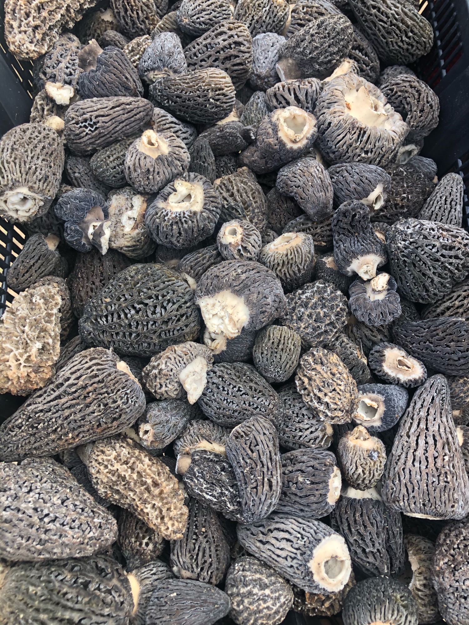 Yukon flooded with mushroom pickers ignoring COVID19 restrictions