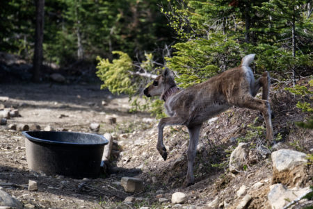 caribou calf Klinse-za pen food