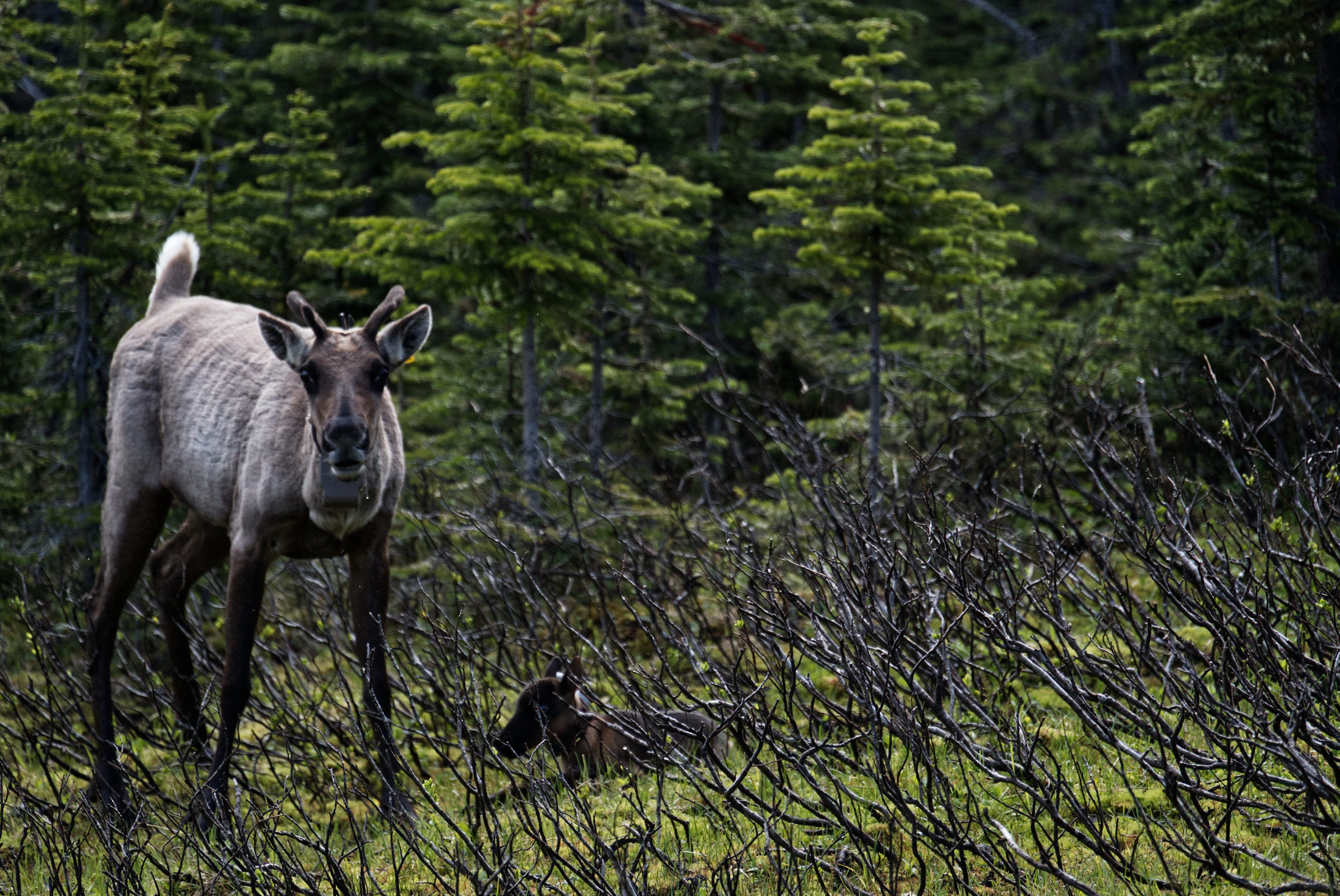 caribou mother calf Klinse-za pen
