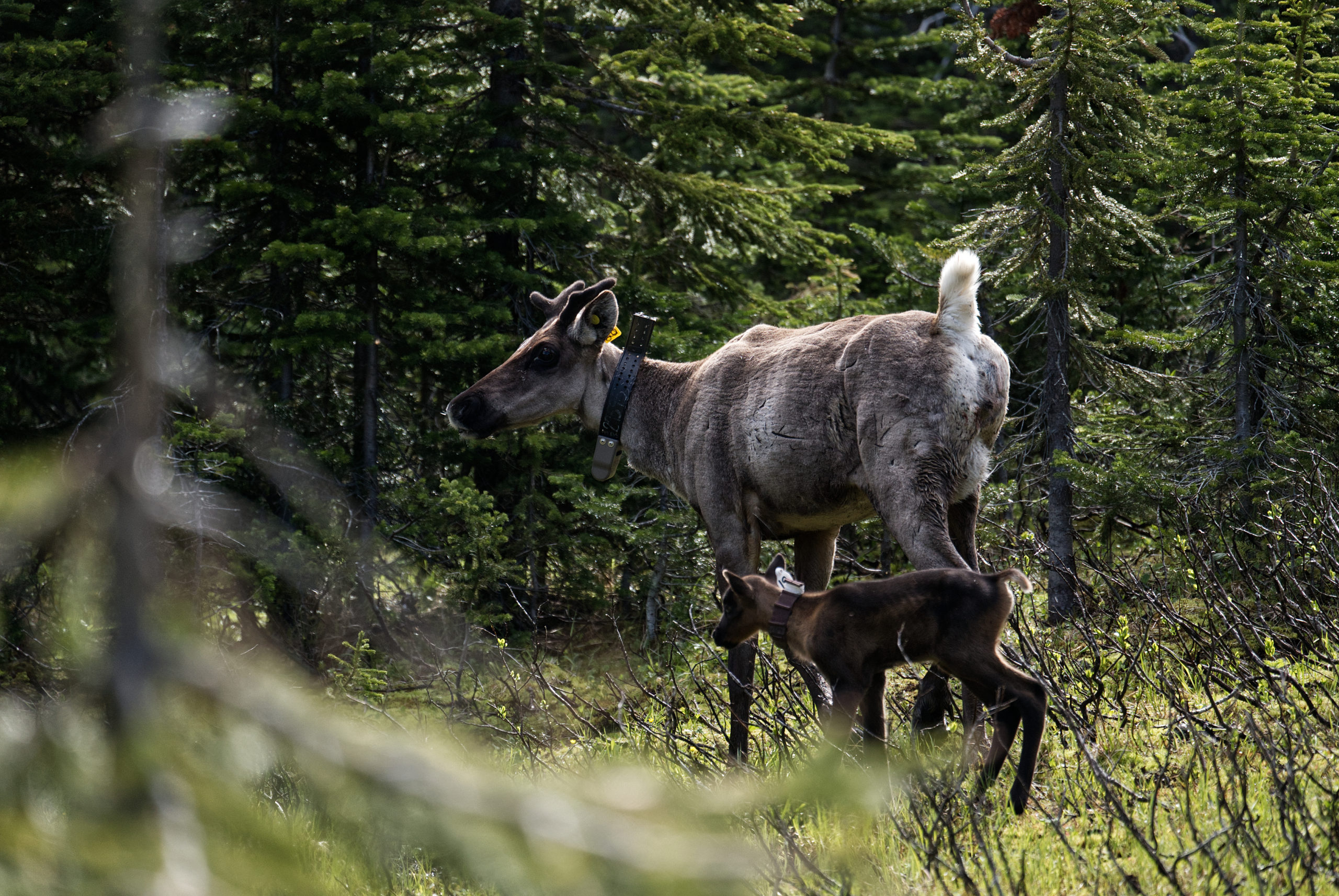 caribou mother calf Klinse-za maternity pen