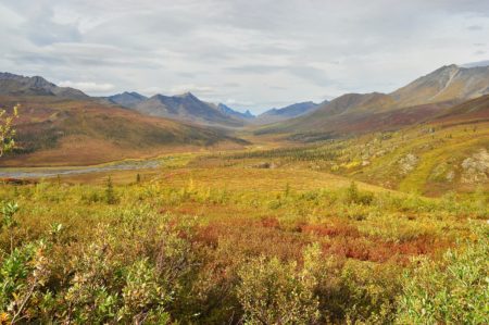 Yukon University native plant mine remediation