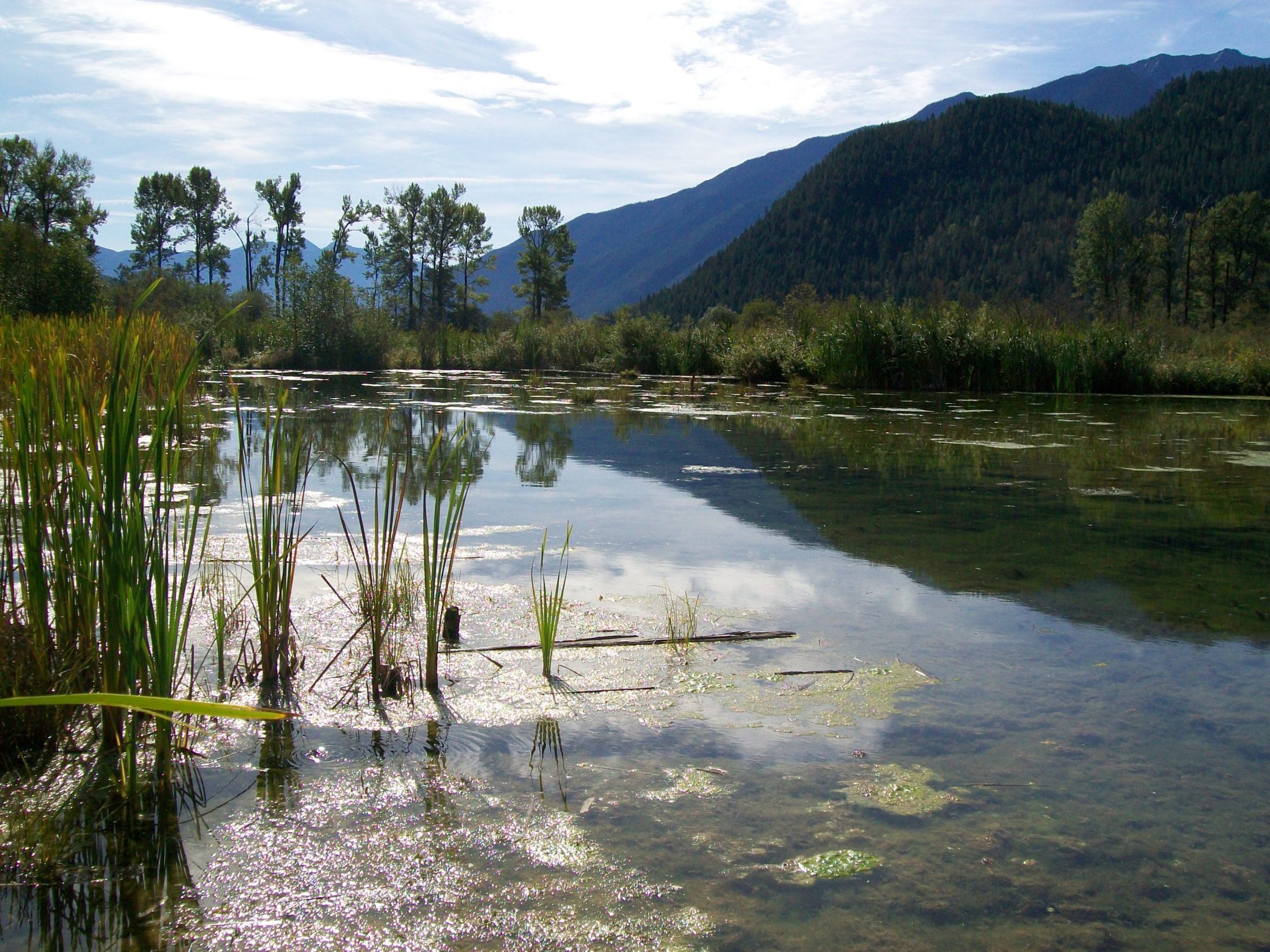 Kootenay Connect biodiversity ecological corridors species at risk