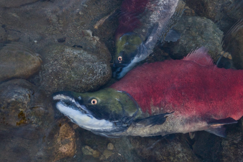 Sockeye salmon Fraser River B.C.