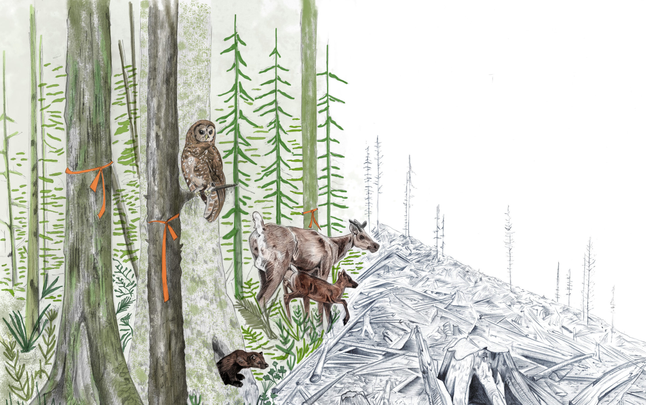 B.C. extinction crisis caribou fisher spotted owl
