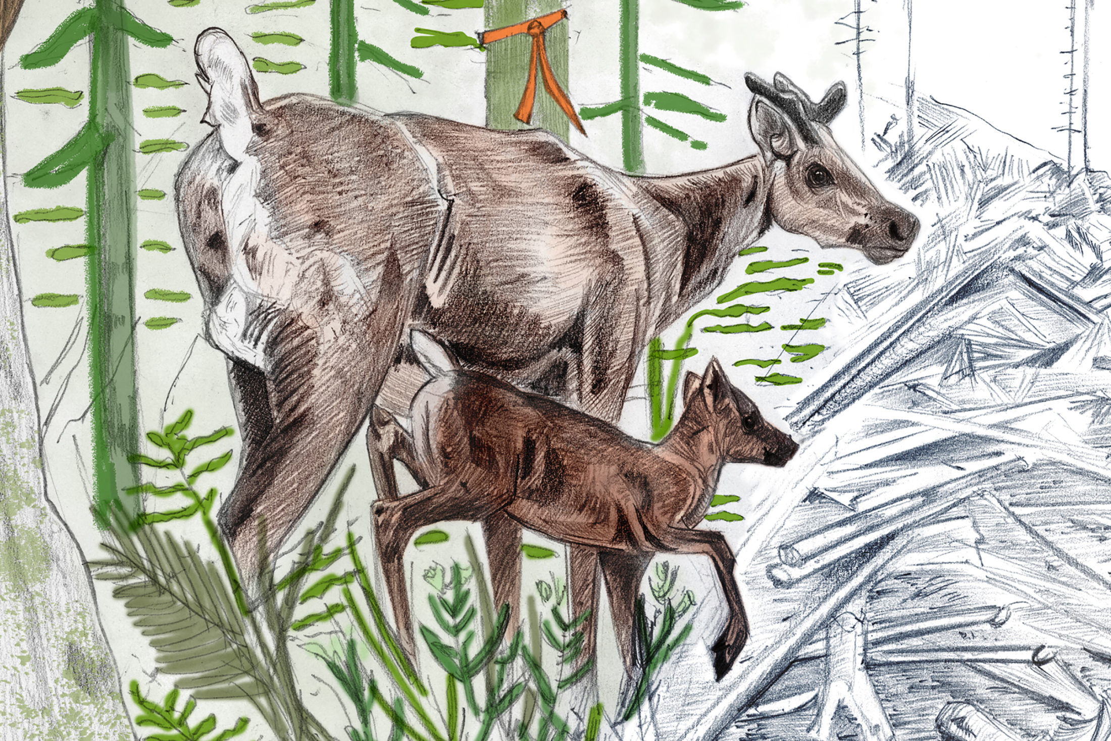 Caribou illustration