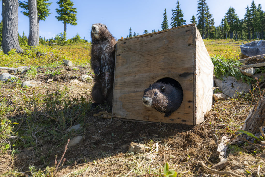 Bringing the endangered Vancouver Island marmot back from the brink ...