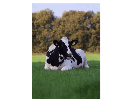 cow grazing gif