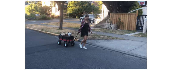 dog ride