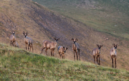 Yukon Fortymile caribou permit hunt
