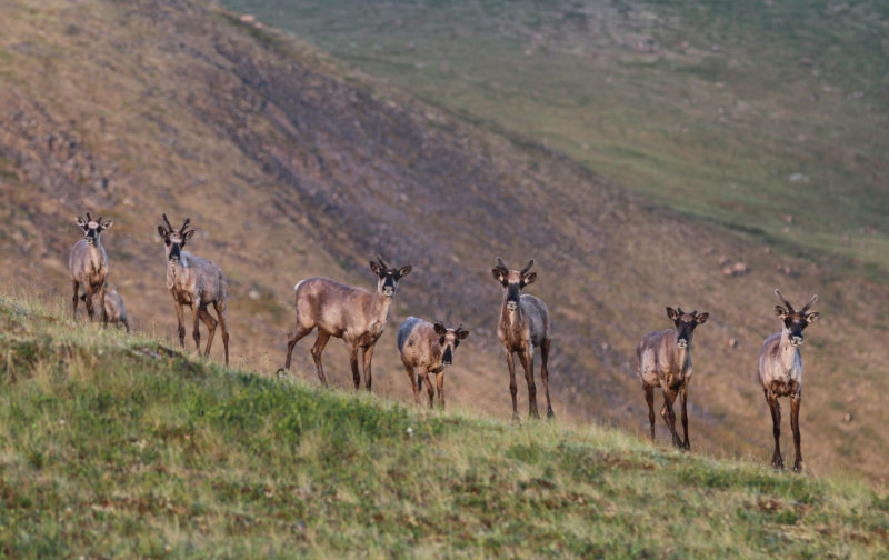 Yukon Fortymile caribou permit hunt
