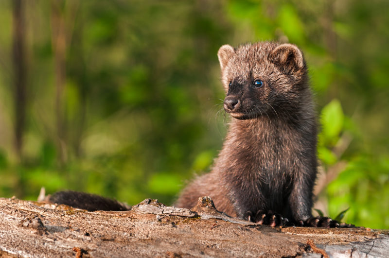 portrait of a young fisher