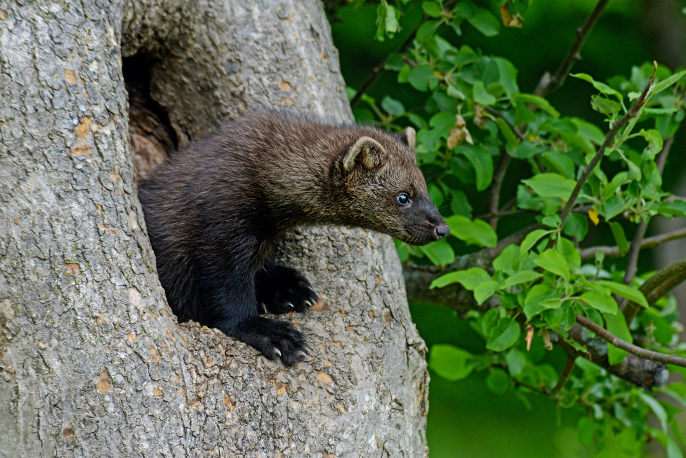 Fisher in tree