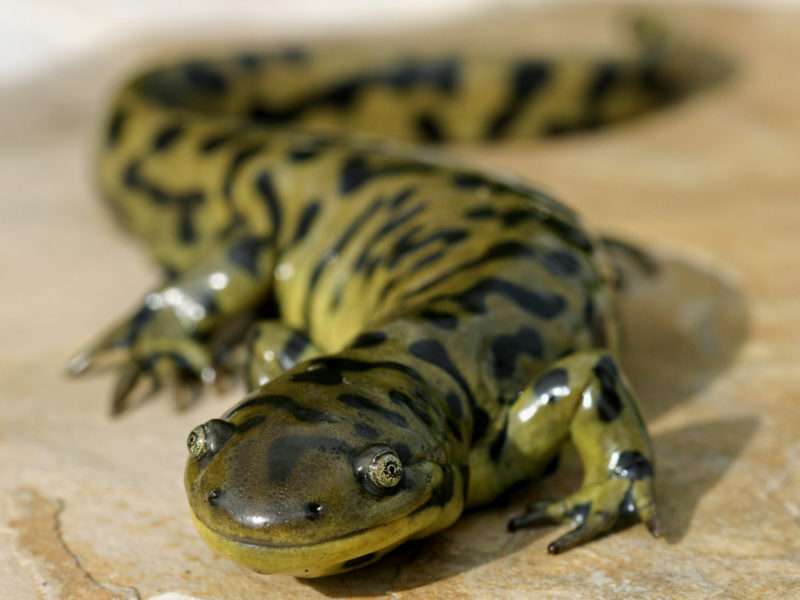 Blotched tiger salamander 