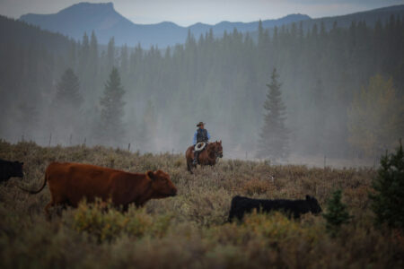 John Smith Livingston Range