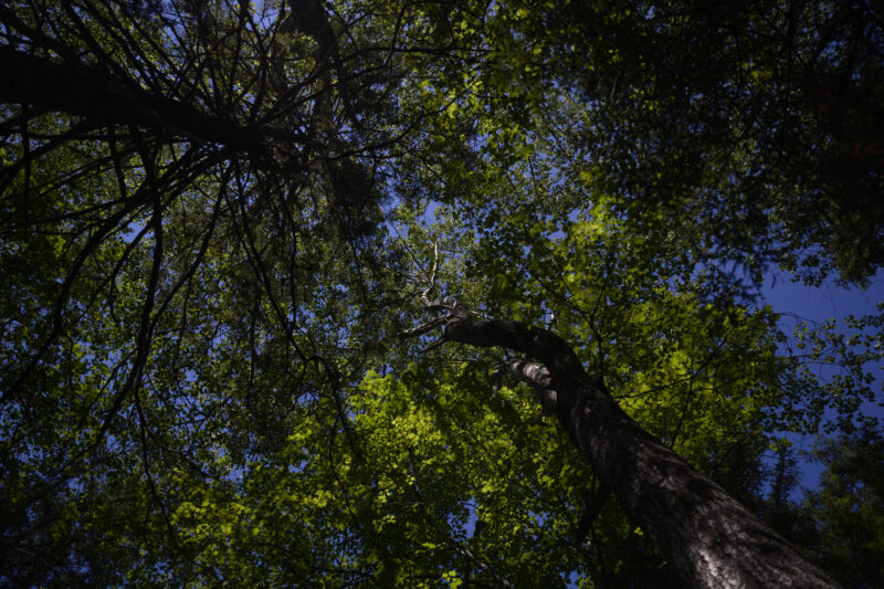 Acadian Forest canopy