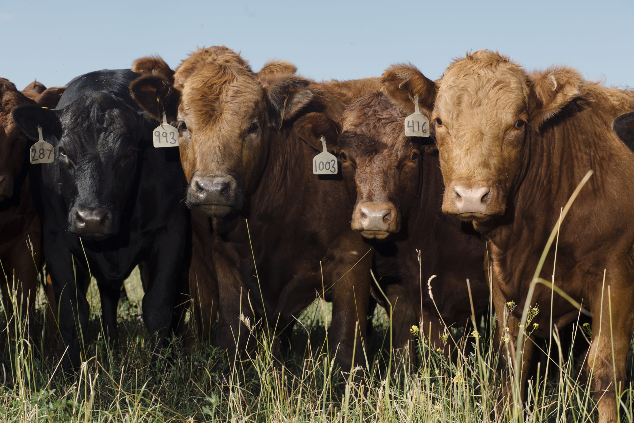 Cows Alberta sustainable farming