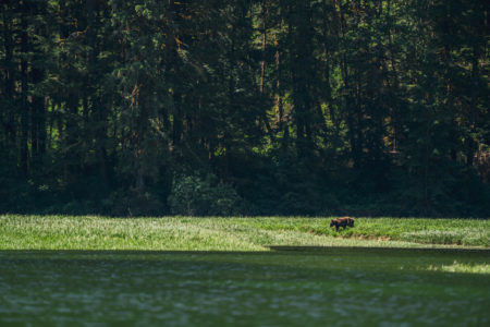 Grizzly bear Great Bear Rainforest