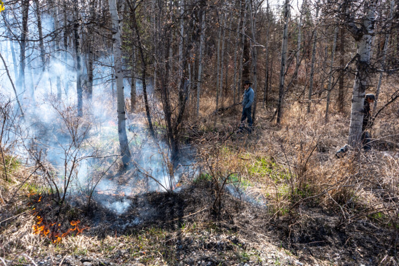 The art of fire: reviving the Indigenous craft of cultural burning ...