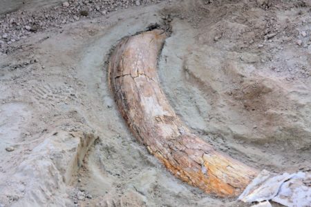 Mammoth tusk placer mining Yukon