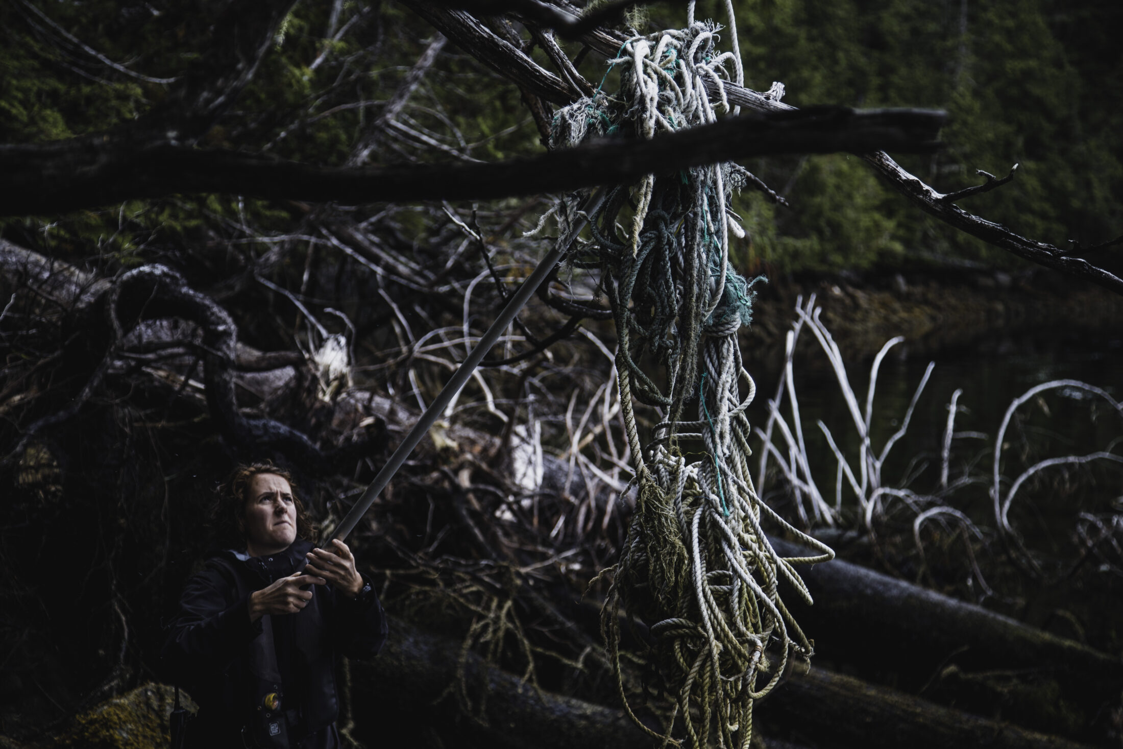 Ropes in trees, Clean Coast, Clean Waters Initiative