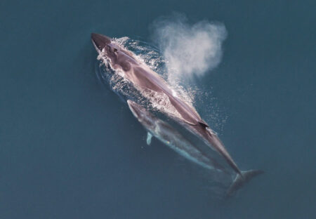Sei whale and calf