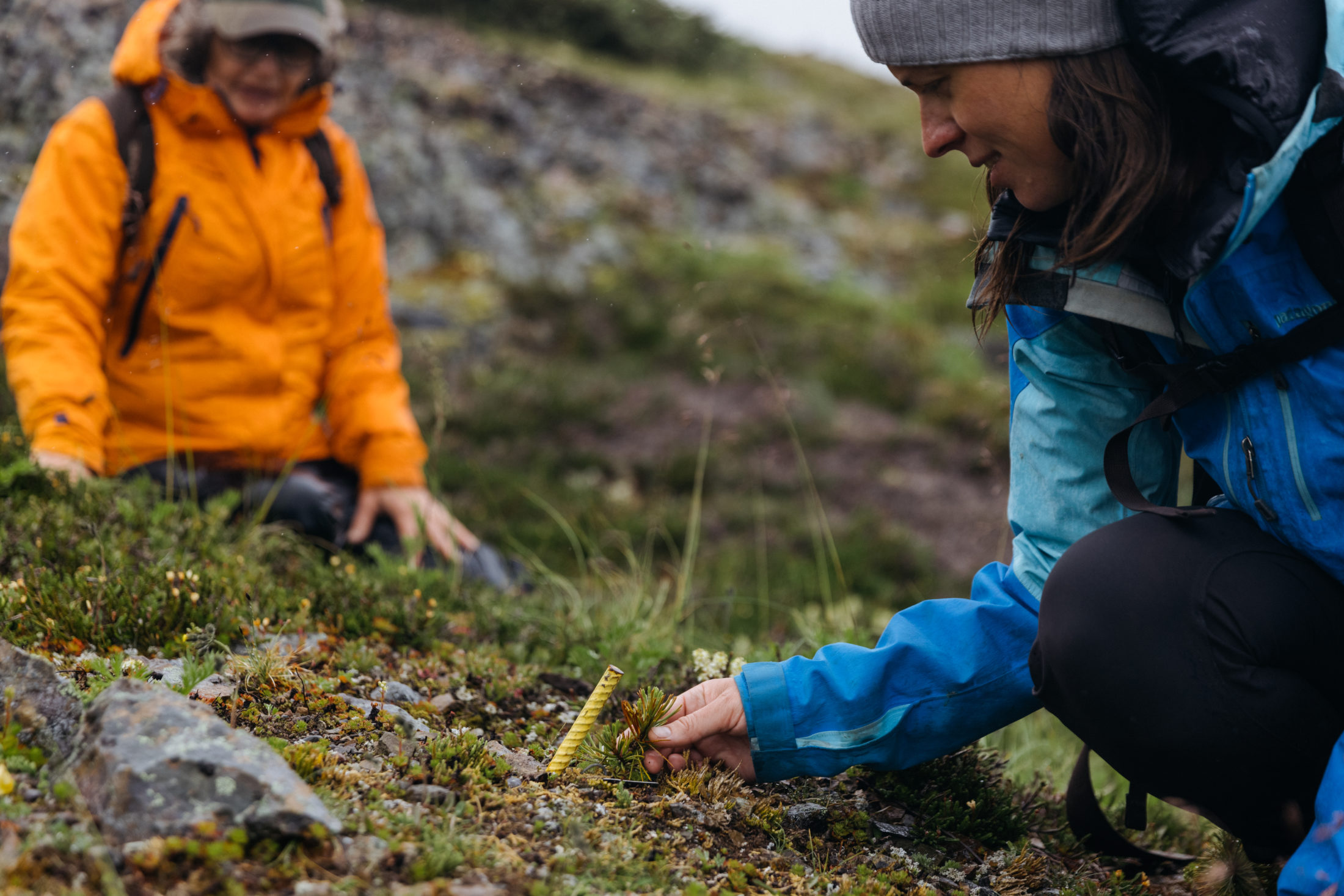 Whitebark pine seedling