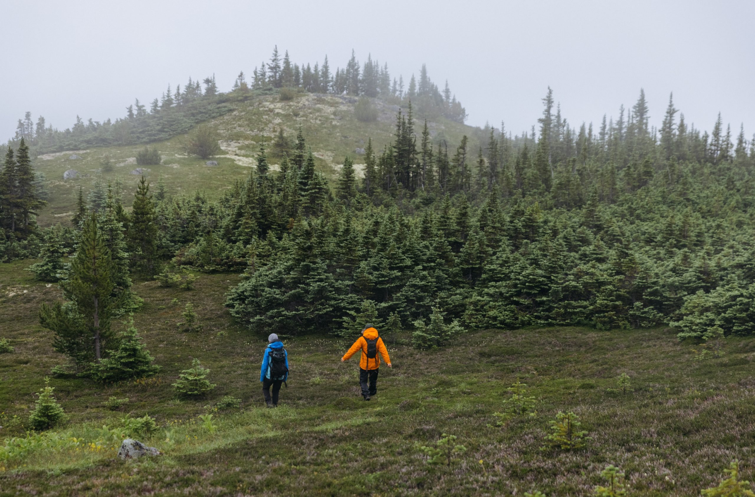 Whitebark pine