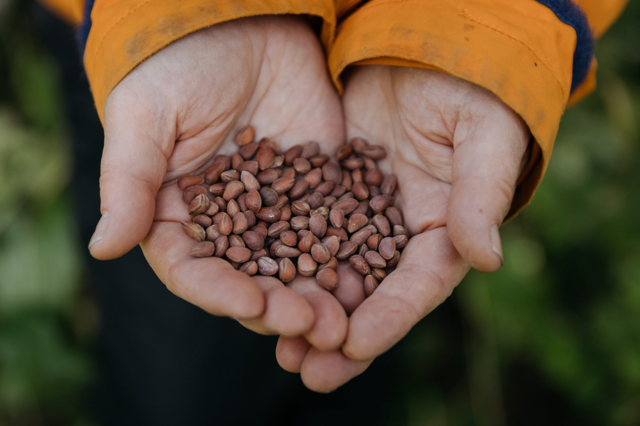 Sybille Haeussler holds whitebark pine seeds