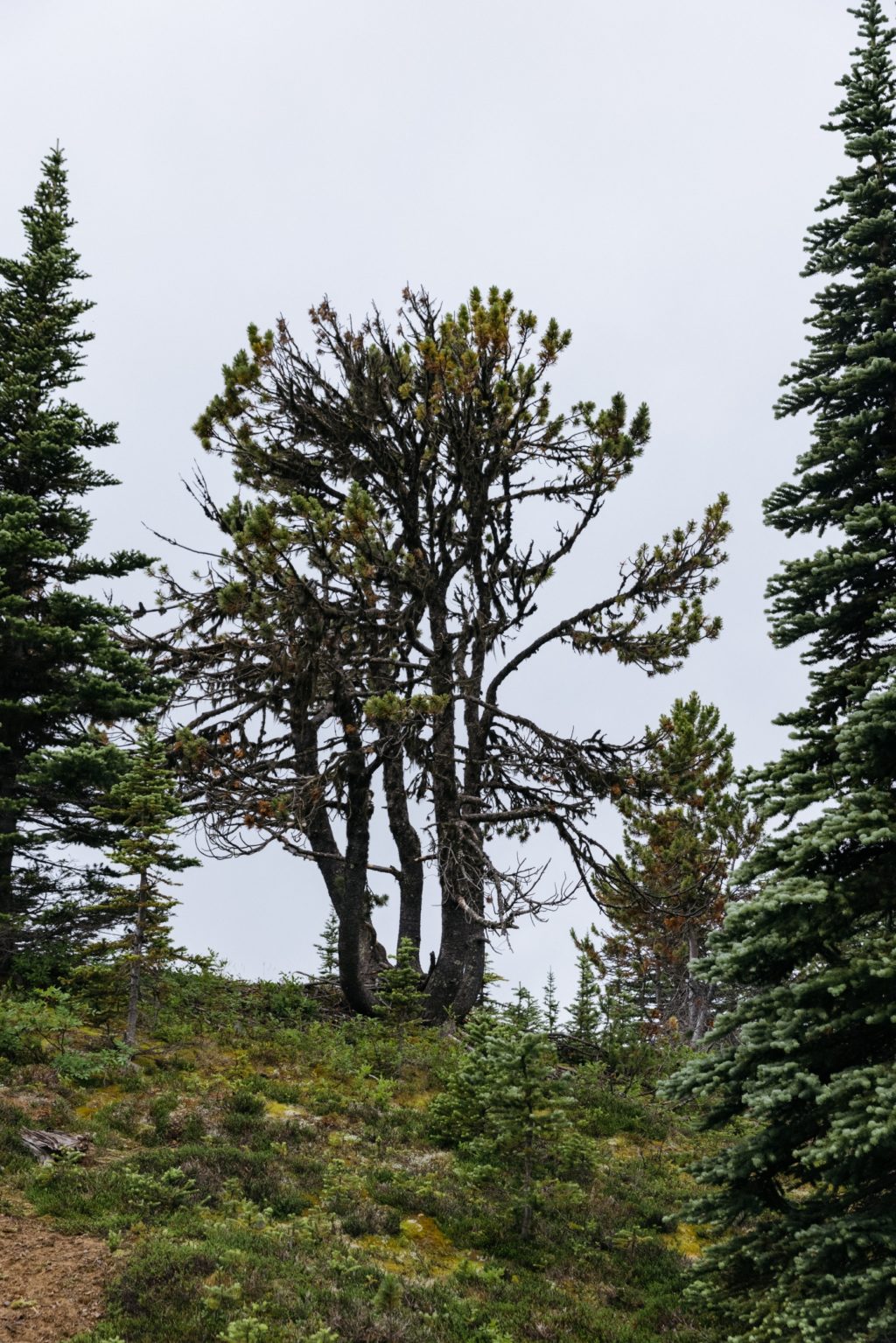 Whitebark single tree