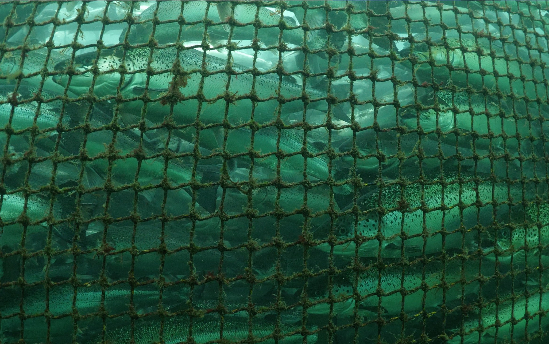 underwater view of salmon packed in farm B.C.