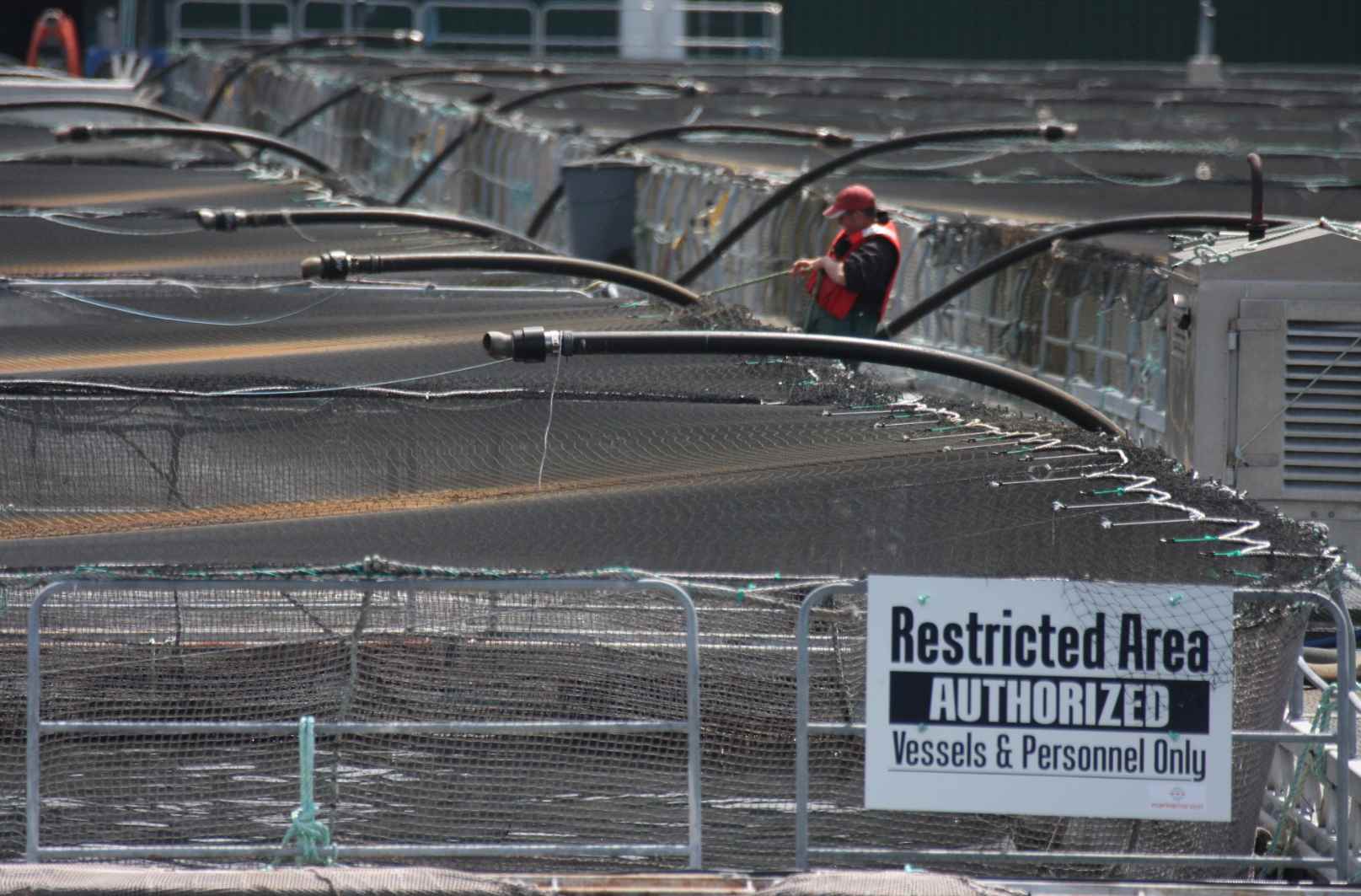 B.C. salmon farm