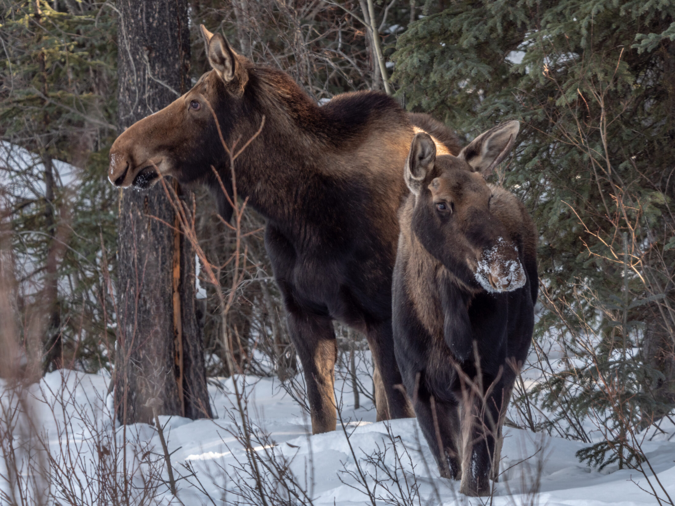 Moose in Tahltan territory