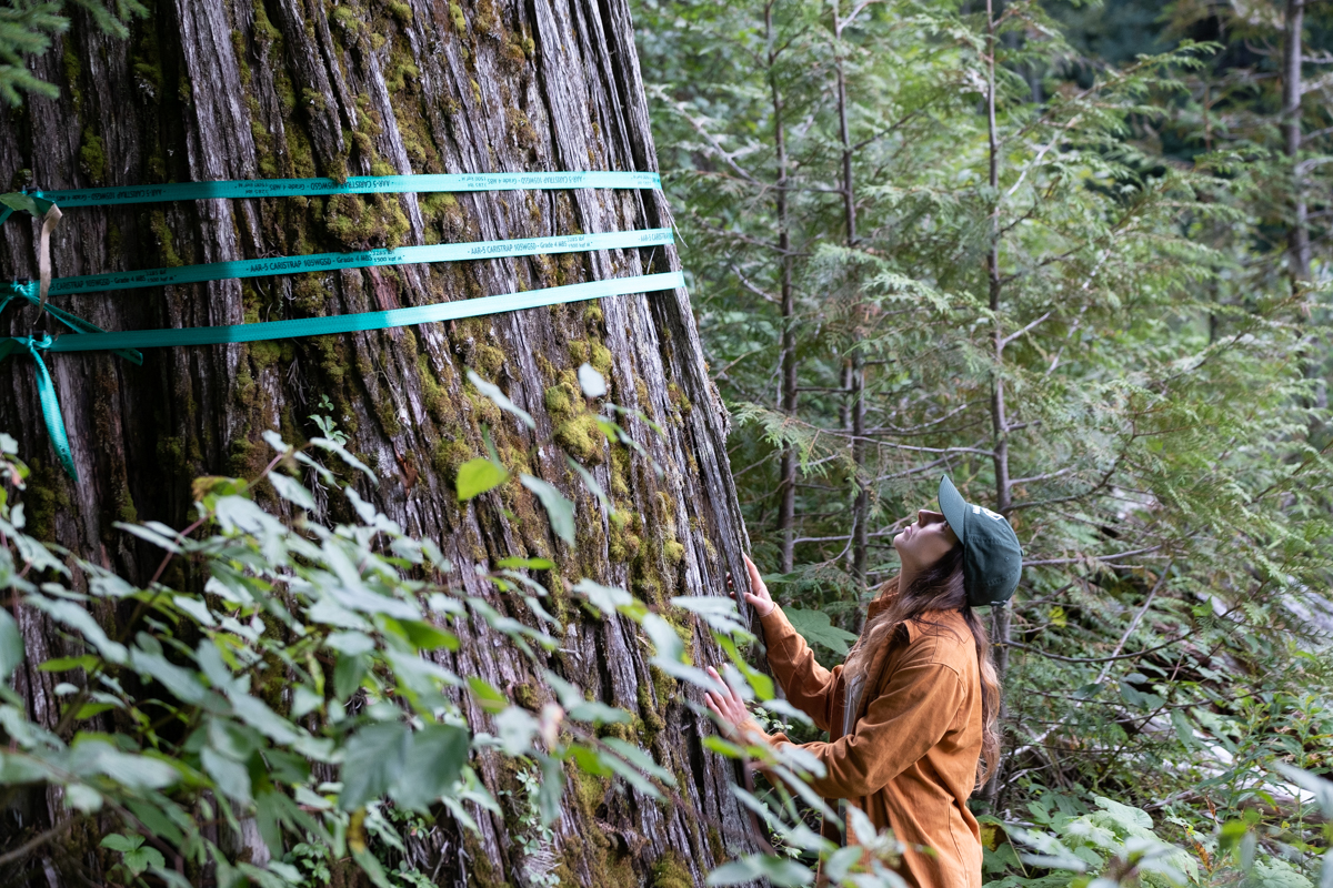 Charlotte Dawe, Wilderness Committee