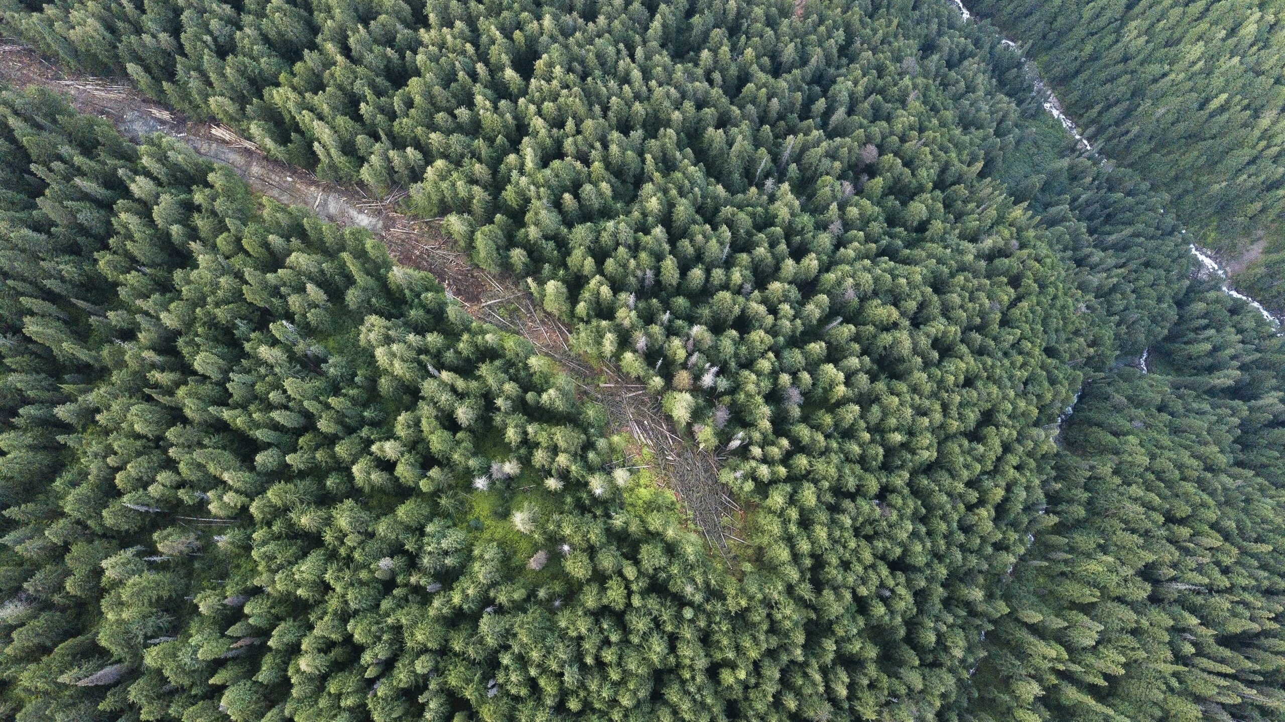 Logging road, Argonaut Creek