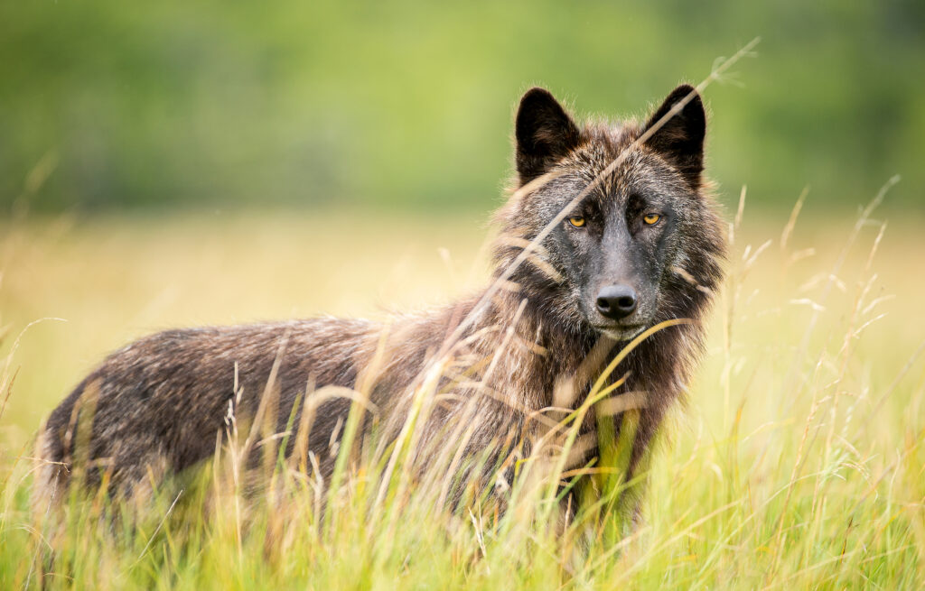 b-c-cattlemen-s-association-dispatches-trappers-to-kill-wolves-under