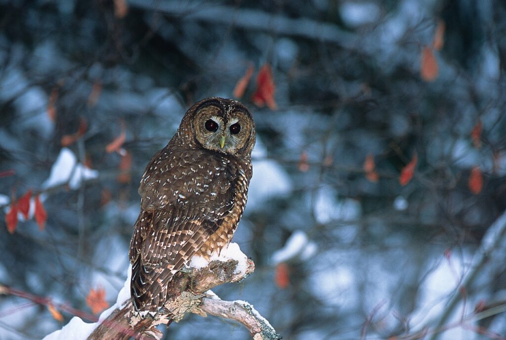 Spotted Owl Habitat Bc