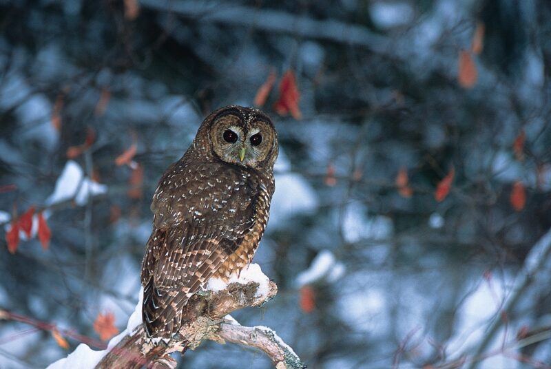 B.C. Election: Owls, Caribou And Forests On The Chopping Block