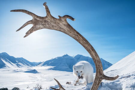 Arctic fox caribou Arctic National Wildlife Refuge