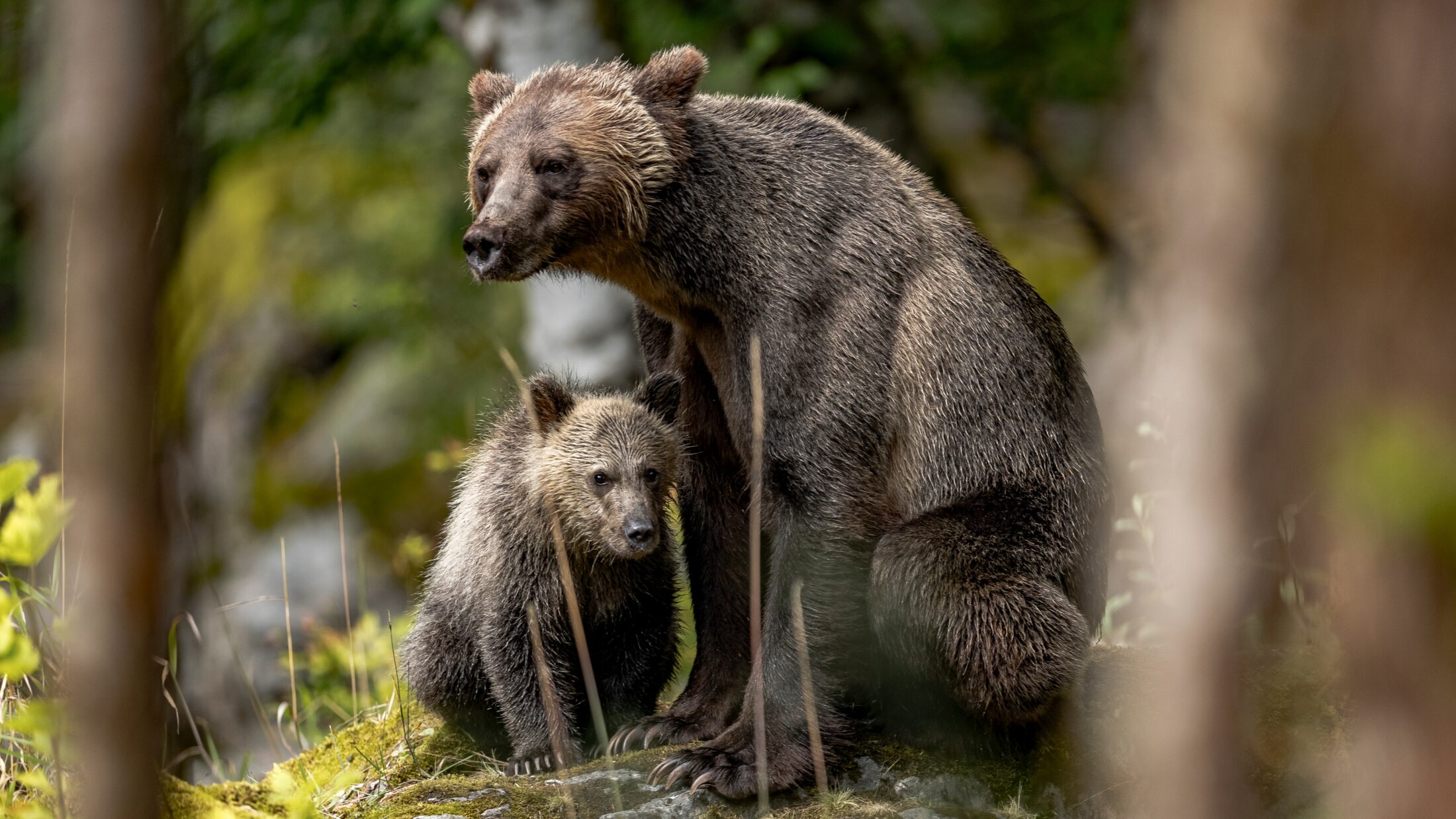Grizzly bear with cub