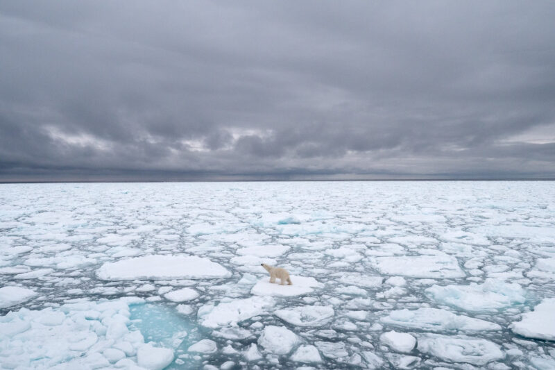 Polar bears