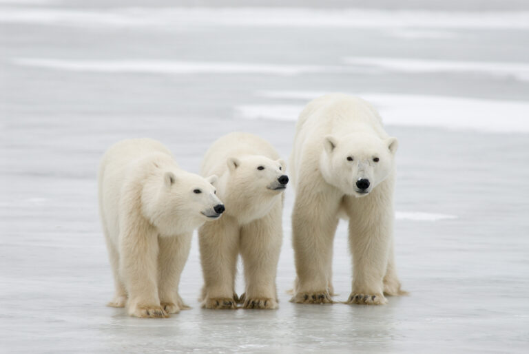 Polar Bear Week highlights climate threats to Arctic sea ice The Narwhal