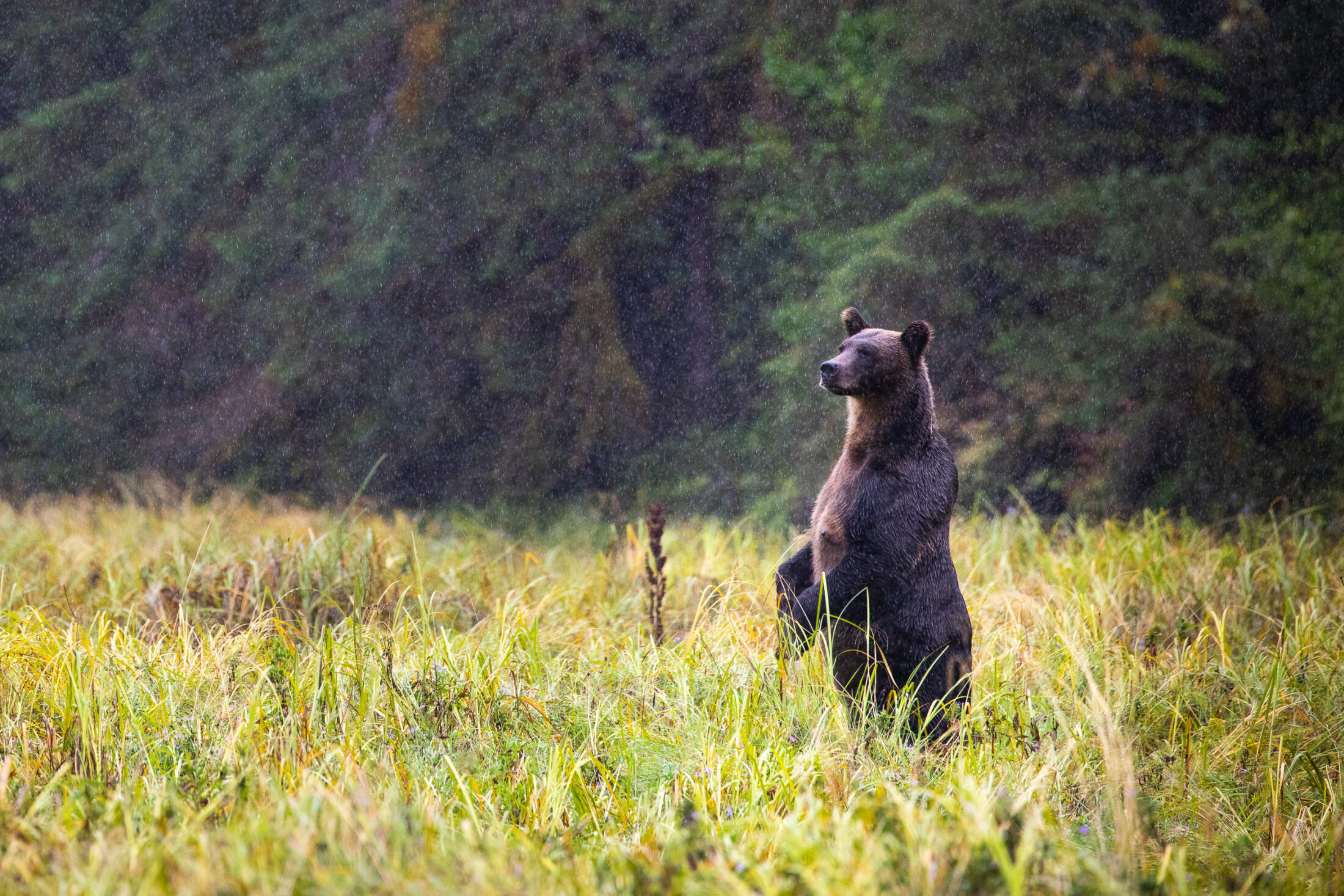 Great-Bear-Rainforest-Grizzly-3