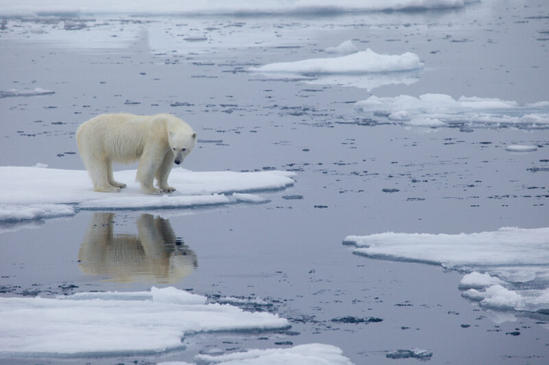 Polar Bear Week highlights climate threats to Arctic sea ice | The Narwhal