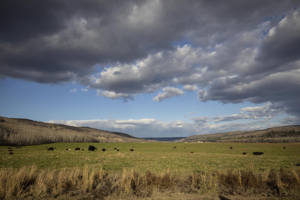 Cattle on Penalty Ranch 