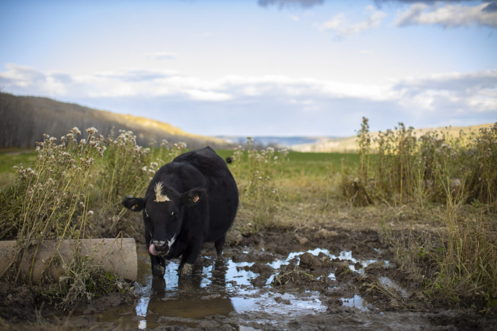 Cow on Penalty Ranch