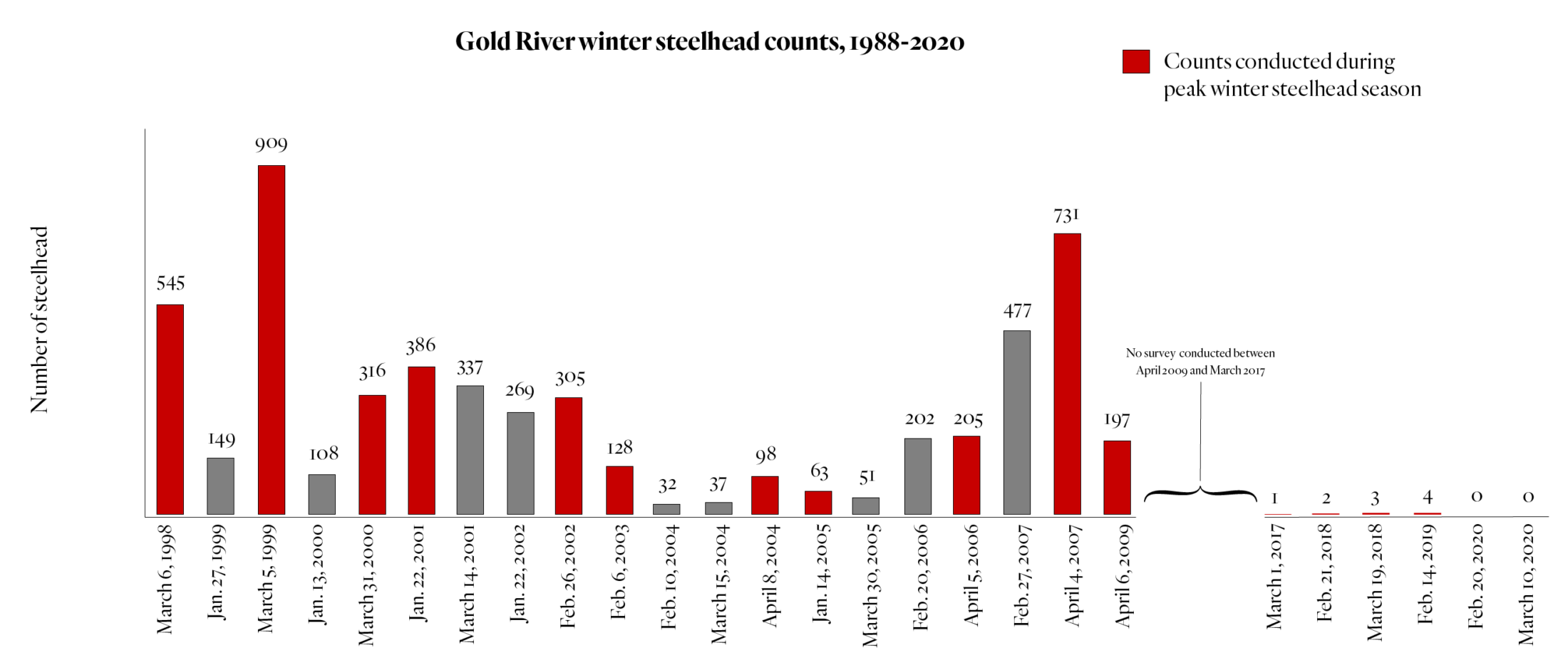 Steelhead counts winter Gold River B.C.