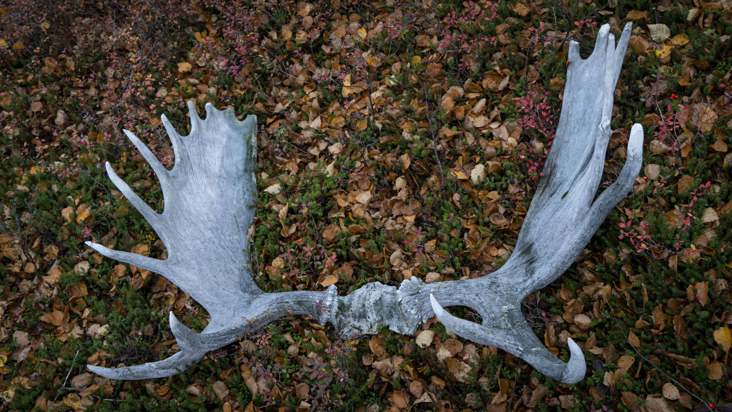 caribou antlers on the ground among fall leaves