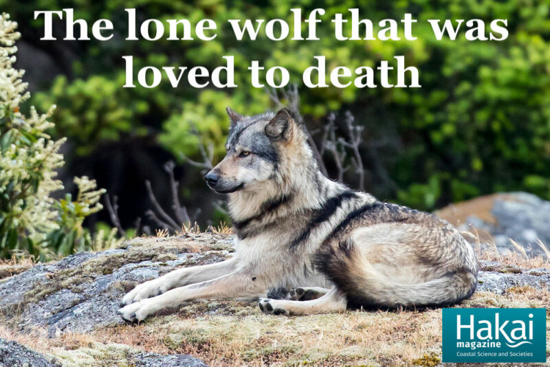 hakai article takaya the wolf