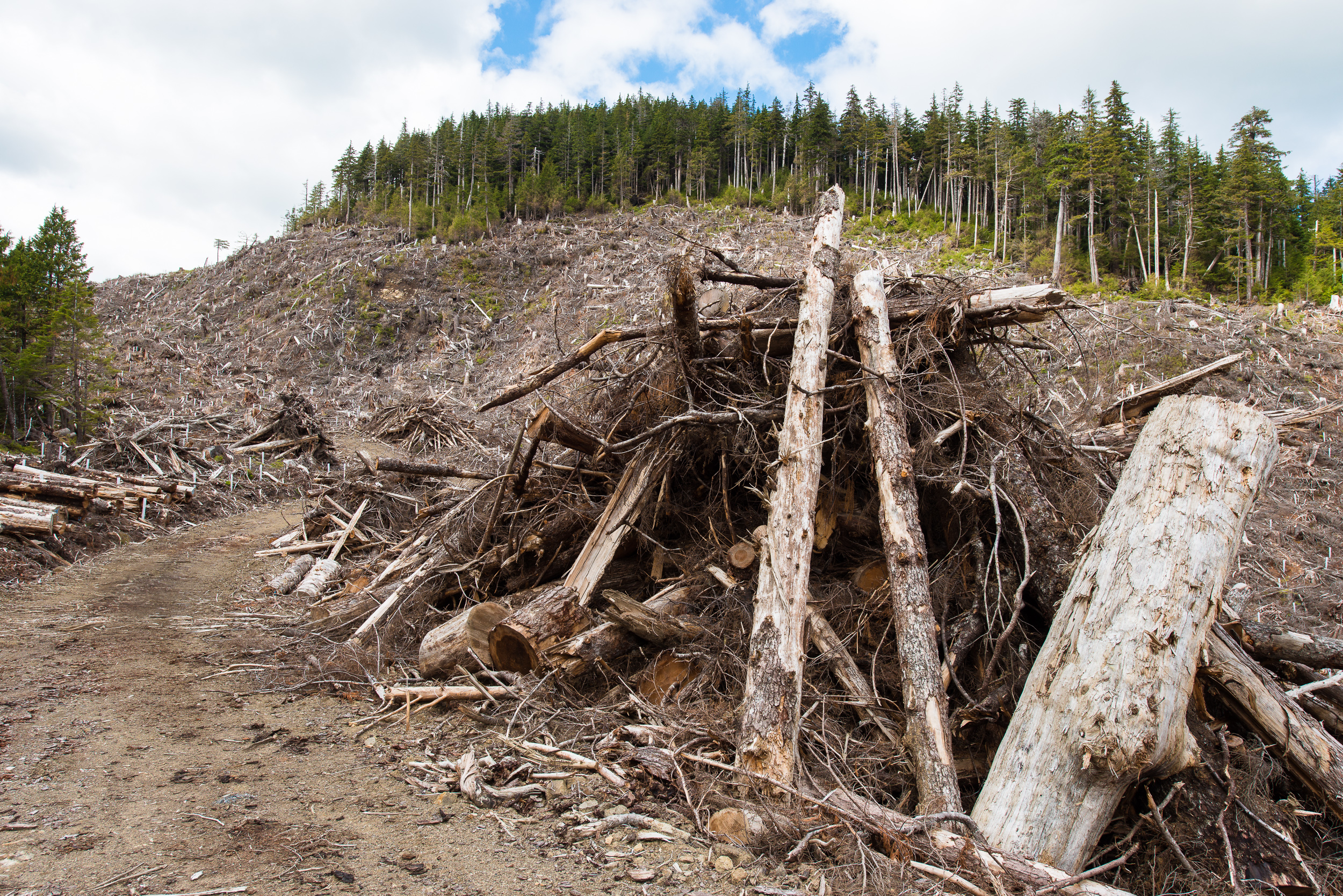 piles of timber on Graham Island
