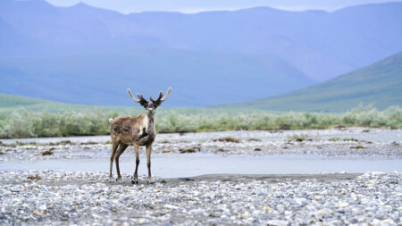 Caribou standing near water with mountains in background